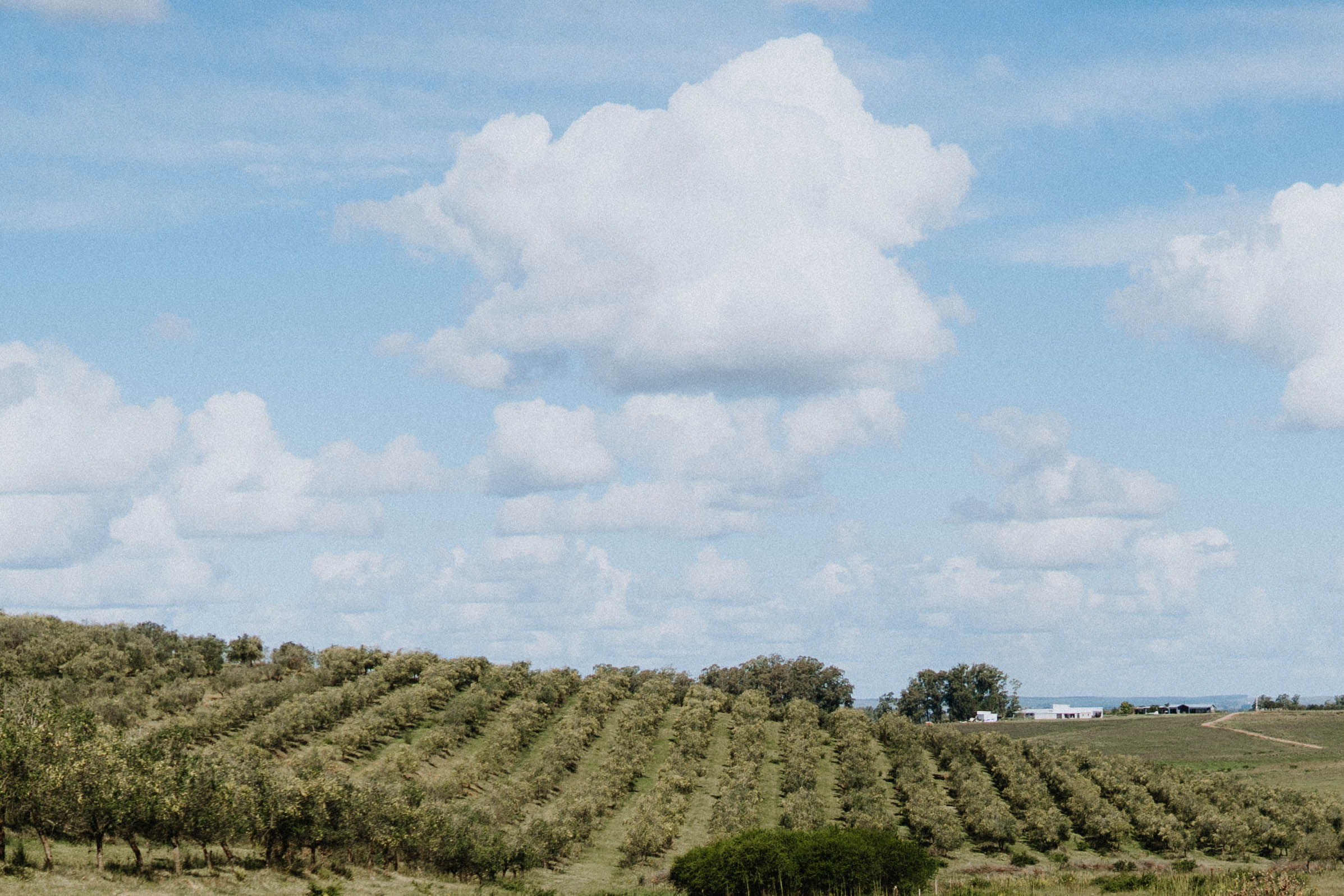 Vertido de aceite de oliva Santa Laura